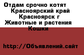 Отдам срочно котят!!!! - Красноярский край, Красноярск г. Животные и растения » Кошки   